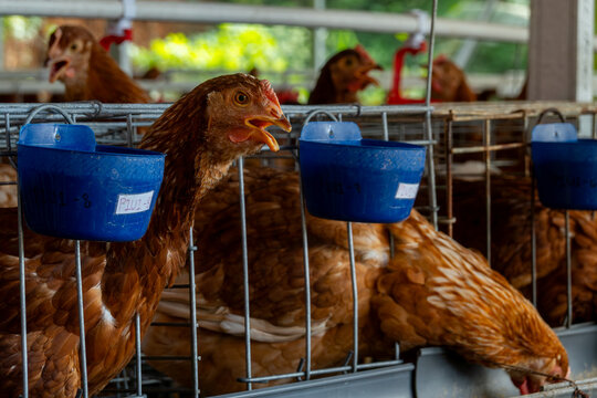 Modern chicken poultry farm, with automated drinking watering system, natural background