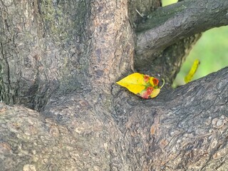 a colorfull leave on a tree