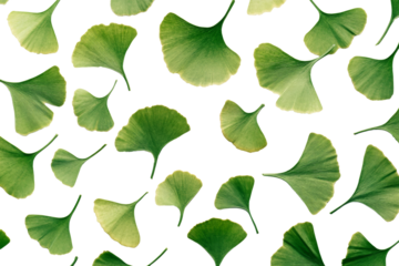Flat lay of fresh ginkgo leaves scattered on transparent background, a symbol of peace and longevity.
