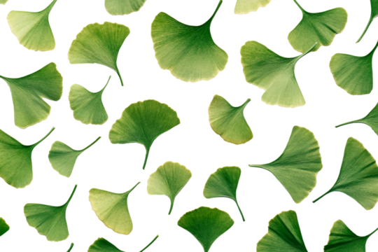 Flat lay of fresh ginkgo leaves scattered on transparent background, a symbol of peace and longevity.