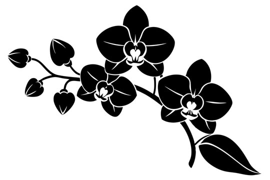 An orchid branch with flowers, unopened buds, and a stem vector art silhouette illuatration