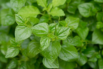 Peperomia pellucida or pepper elder or shining bush plant or crab claw herb or man to man in garden closed up selective focus blur background.