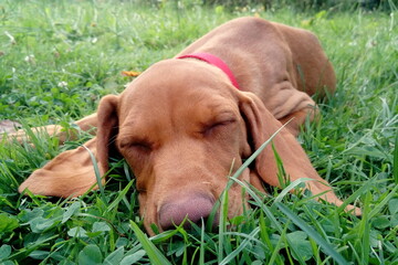 Hungarian vizsla © KarolinaP