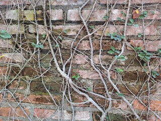 Ivy roots cling to the old wall.