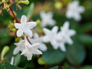 公園に咲くアベリアの白い花