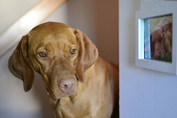 Hungarian vizsla © KarolinaP