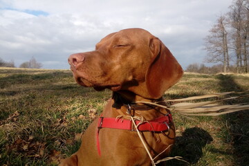 Hungarian vizsla