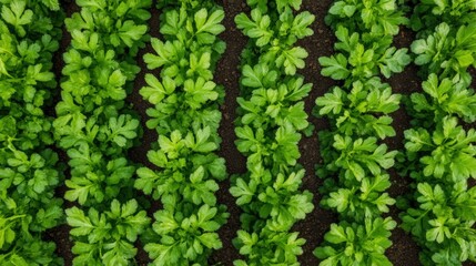 Obraz premium A close up of a row of green plants in the ground, AI