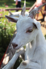 White goat standing on a fence and looking at the camera on a blurred green background. Domestic animals. Close-up. Selective focus. Space for an inscription.