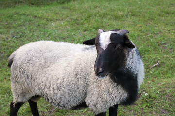 A ram with a black head stands and looks at the camera, on a blurred green background. Domestic animals. Close-up. Selective focus. Space for an inscription.