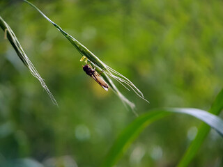 Fly on a leaf