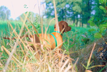 Hungarian vizsla © KarolinaP