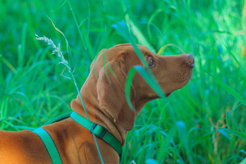 Hungarian vizsla © KarolinaP