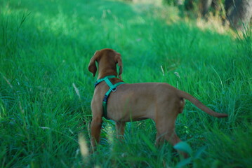 Hungarian vizsla © KarolinaP