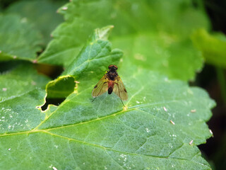 Fly on a leaf