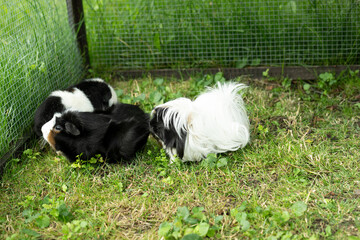 Meerschweinchen tier natur herde
