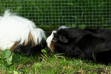 Meerschweinchen tier natur herde paar