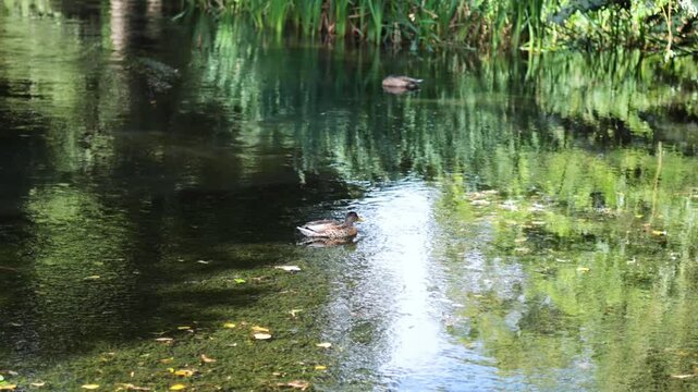 Duck Swimming in Bute Park Pond