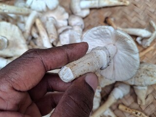 A mushroom is a versatile fungi with a cap and stem, often found in various colors and textures. © sushil