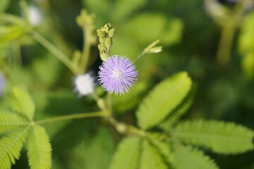 Mimosa pudica (also called sensitive plant, sleepy plant, action plant, humble plant, touch-me-not, touch-and-die, or shameplant is a creeping annual or perennial flowering plant of the pea/legume f.
