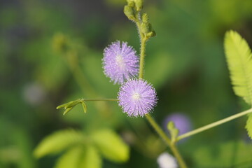 Mimosa pudica (also called sensitive plant, sleepy plant, action plant, humble plant, touch-me-not, touch-and-die, or shameplant is a creeping annual or perennial flowering plant of the pea/legume f.