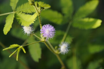 Mimosa pudica (also called sensitive plant, sleepy plant, action plant, humble plant, touch-me-not,...