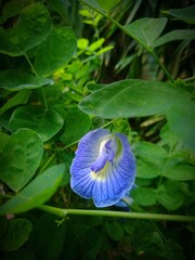 Beautiful Garden Flowers 