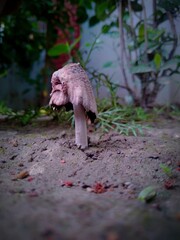 Beautiful Garden Flowers 