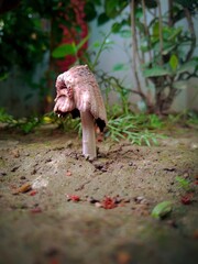 Beautiful Garden Flowers 