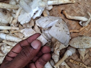 A mushroom is a versatile fungi with a cap and stem, often found in various colors and textures.