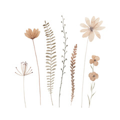 Autumn collection with wildflowers. Watercolor hand drawn illustration on white background