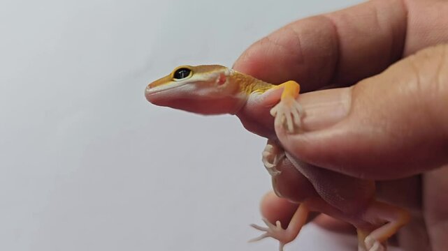 close up of a young gecko.