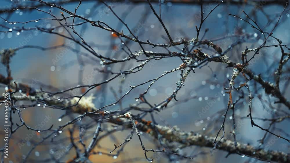 Poster delicate dark birch tree branches are beaded by raindrops on a blurry background. a close-up paralla