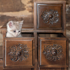 Sad baby kitten stuck in a drawer