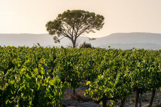 A serene landscape featuring a lush vineyard with a solitary tree standing tall in the background against distant hills, bathed in soft, golden light in Penedes Spain