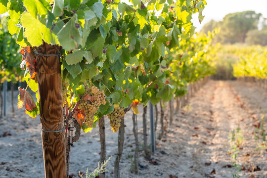 A vibrant close-up shot of a vineyard showing rows of grapevines with ripening grapes hanging amidst the leaves, all illuminated by the soft sunlight of late afternoon in Penedes Spain