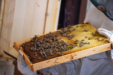 Bees on a comb in the hands of a beekeeper inside a traditional swiss bee house