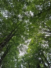 trees in the forest