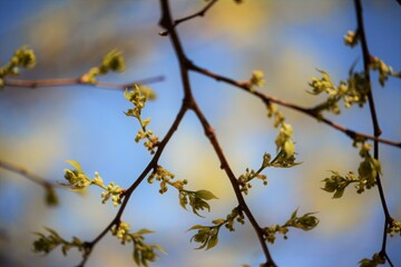 Fototapeta premium New shoots with flowers on a White Stink Wood tree spring time is here. 