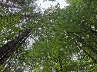 Fototapeta premium trees in the forest