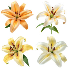 Fototapeta premium Assorted Lilies Collection Isolated on Transparent Background: Ideal for Bouquets and Floral Decor