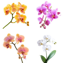 Naklejka premium Elegant Phalaenopsis Orchids Isolated on Transparent Background: Sophisticated for Luxury Decor