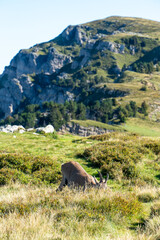 Wild female ibex with young during a sunny day eating grass
