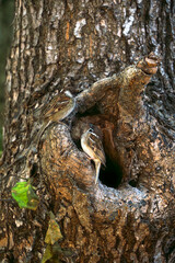 eurasian tree sparrow protecting its nest against intruders