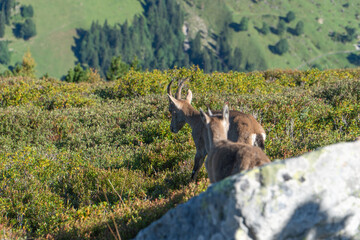 Female ibex eating on a mountain ridge during summer
