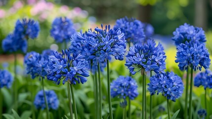 Obraz premium A lush field of blue agapanthus flowers, also known as African lily, in full bloom, spreading across the landscape like a sea of blue. The vibrant color of the flowers stands out against the 