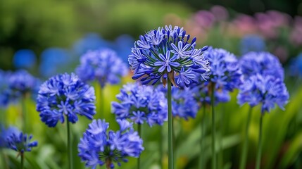 Obraz premium A lush field of blue agapanthus flowers, also known as African lily, in full bloom, spreading across the landscape like a sea of blue. The vibrant color of the flowers stands out against the 