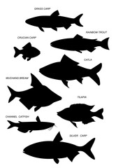Farmed fish. Silhouette. Black illustration collection.