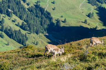 Female ibex eating on a mountain ridge during summer