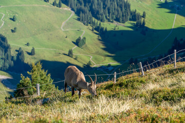 Female ibex eating on a mountain ridge during summer